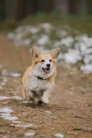 Aktiivinen vapaaehtoistyö